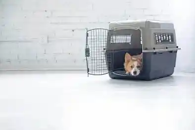 Dog Crate for rent