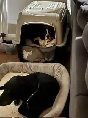 Dog Crate for rent