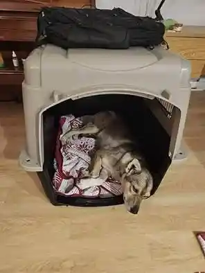Dog Crate for rent